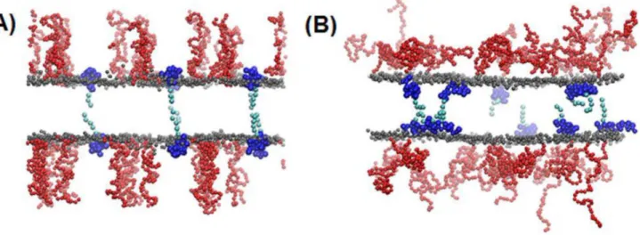 Figure 10. Average lateral diffusion coefficients ( D ) of DPPC lipids. D was calculated from the slopes of the mean-square displacements in the xy-plane (the direction perpendicular to the bilayer normal), for the simulation systems with different ELP len