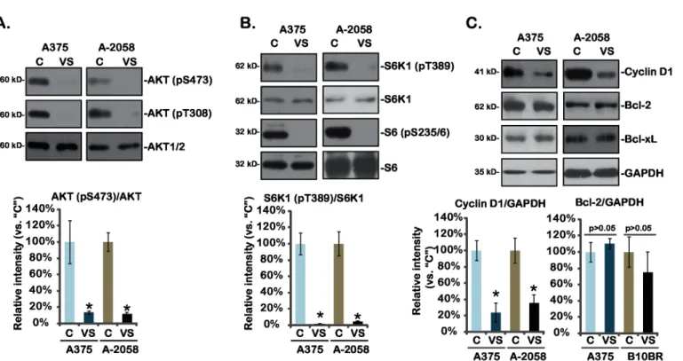 Fig 3. Signaling changes by VS-5584 in melanoma cells-A375 and A-2058 cells were treated with VS-5584 ( “ VS ” , 25 nM) or the vehicle control (1%