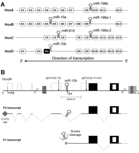 Figure 1. Hox genes and their associated microRNAs. (A) A schematic of the four mammalian Hox clusters (HoxA through HoxD) and the position of the microRNAs embedded within them [20]