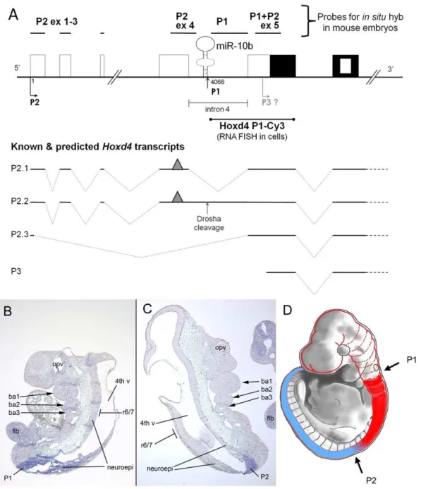 Figure 4. Distribution of Hoxd4/miR-10b transcripts along the embryonic AP axis. (A) Hoxd4 probes and transcripts