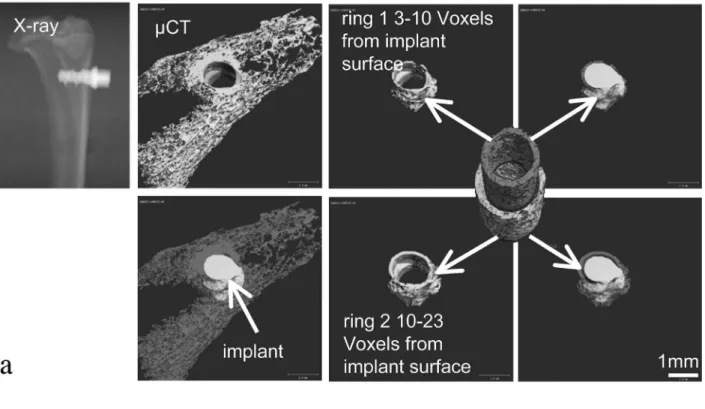 Fig, 1. Regions of interest for (a) micro-CT measurements and (b) histomorphometric measurements.