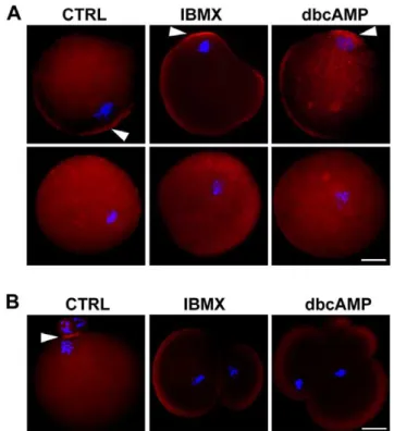 Figure 4. Cortical specification in the primary oocyte is dependent on chromosome cluster position