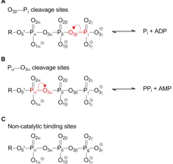 Figure 1. Enzyme structures can be categorized according to the fate of the bound nucleoside triphosphate (NTP)