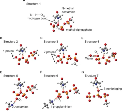Figure 2. Models used to test the dependence of hyperconjugation and O 3b _P c bond length on enzyme-ligand interactions