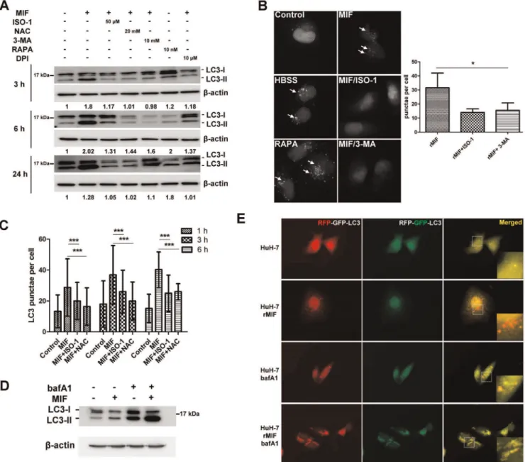 Figure 1. rMIF induces autophagy in human hepatoma cell line HuH-7 cells. (A) HuH-7 cells were treated with rMIF with or without the presence of ISO-1, NAC, 3-MA, DPI, or rapamycin for 3-h, 6-h, and 24-h as indicated