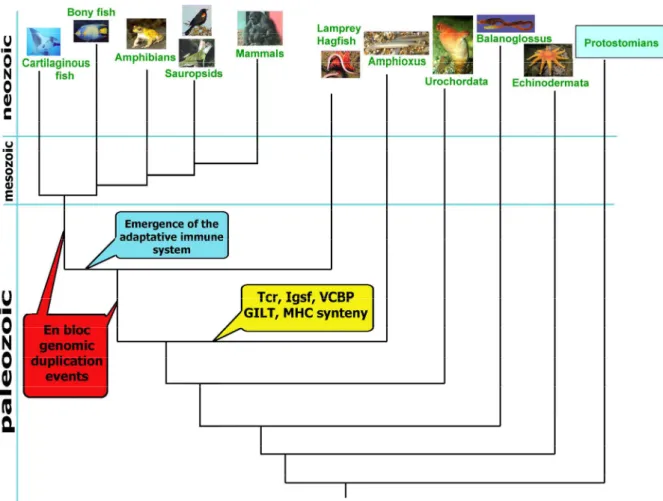 Fig. 2 Dendrogram showing Bilaterian metazoan phylogeny. The possible origin time of the adaptive immune  system is shown as well as the two en bloc genomic duplications: the first before the emergence of vertebrates  and the second before the appearance o