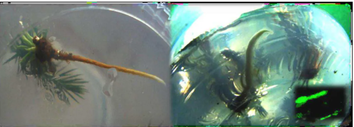 Fig. 3. Rooted explants of Araucaria excelsa R. Br. without inoculation with 