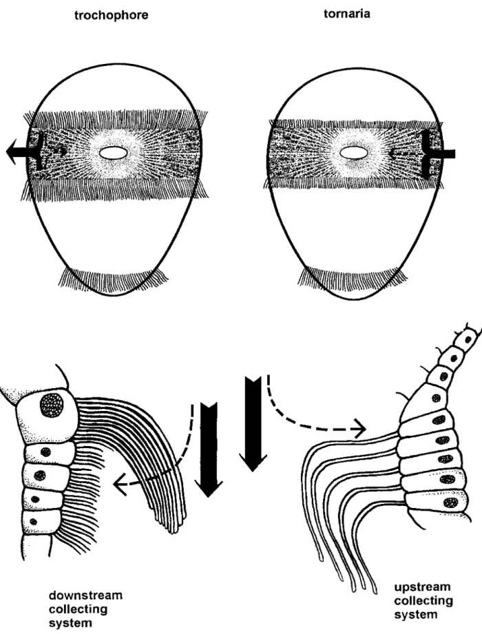 Fig.  zyxwvutsrqponmlkjihgfedcbaZYXWVUTSRQPONMLKJIHGFEDCBA 1 .   Downstrcarn  and  upstream  collecting  systems in  marine  larvae