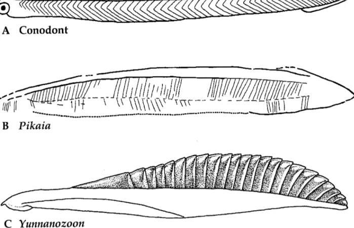 Fig.  5.  A.  Clydagrzathus  windsorensis,  a  conodont  animal  from  the  Carboniferous  of  Scotland  (from  Bergstrom  1997)