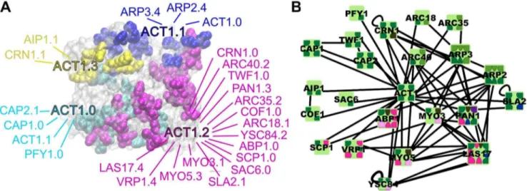 Figure 1. Distinct binding interfaces and IIN of yeast actin protein ACT1, and its corresponding PPI network with interfaces overlaid