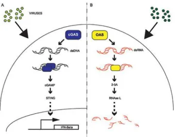Fig 1. cGAS and OAS1 act in parallel innate defense signaling pathways. (A) Model of cGAS signaling.