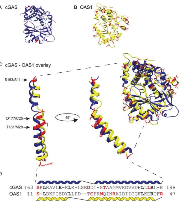 Fig 3. Structurally related cGAS and OAS1 proteins share positions under positive selection