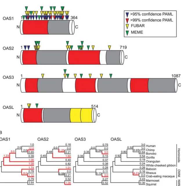Fig 4. Evolutionary histories vary across the OAS gene family in primates. Phylogenetic analyses of OAS1, OAS2, OAS3, and OASL were carried out using sequences from 11 matching primate species