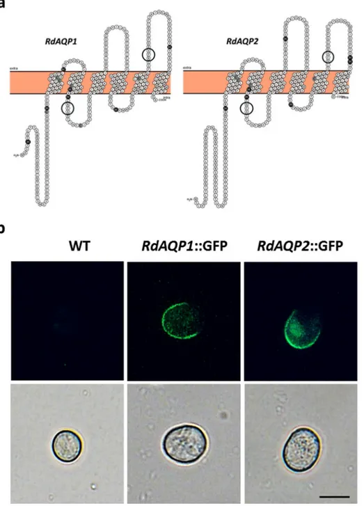 Fig 5. Predicted topology and localization of RdAQP1 and RdAQP2 proteins. (a) Hypothetical prediction of RdAQP1 and RdAQP2 topology by the TMHMM method, drawn by the Protter-visualize proteoforms program [53], showing the proteins' six transmembrane domain