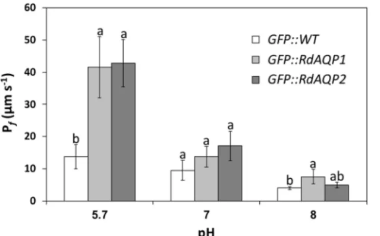 Fig 6. The effect of pH on Rhizopus delemar aquaporin (AQP) water permeability. The protoplast osmotic water permeability coefficient (P f ) determined in Arabidopsis thaliana protoplasts transiently expressing GFP::AQP (GFP, green fluorescent protein) and