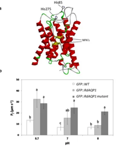 Fig 7. The role of the outer cell His residues in pH sensing. (a) Predicted three-dimensional structure of RdAQP1 showing two His residues (His85 and His275) positioned on the loops of the protein and facing the outside of the cell