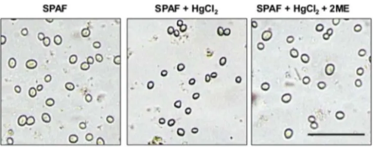Fig 2. Effect of HgCl 2 , an inhibitor of AQPs function on swelling of spore of Rhizopus delemar.