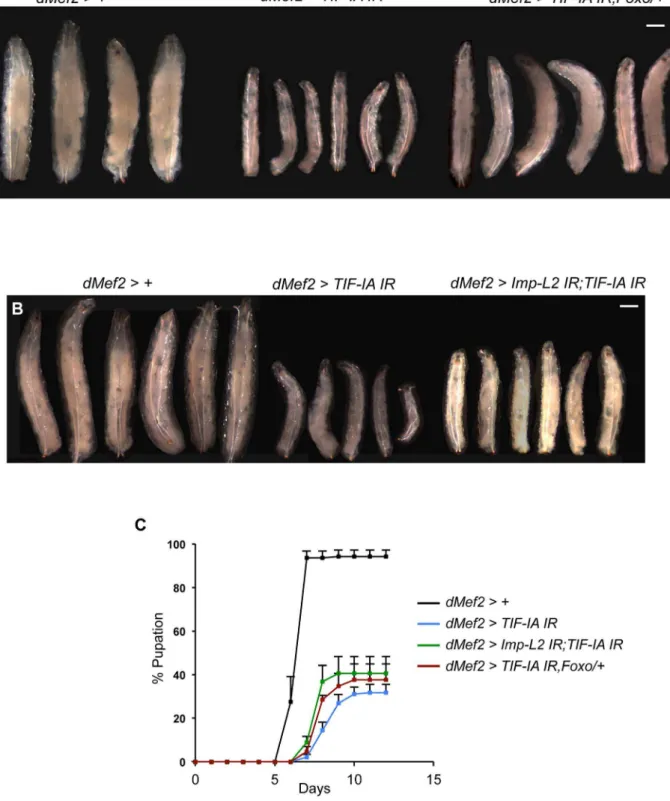 Figure 7. Reduction of Imp-L2 levels or removal of one copy of foxo ( foxo 25 /+) partially rescues dMef2.TIF-IA IR induced body growth defect and developmental delay