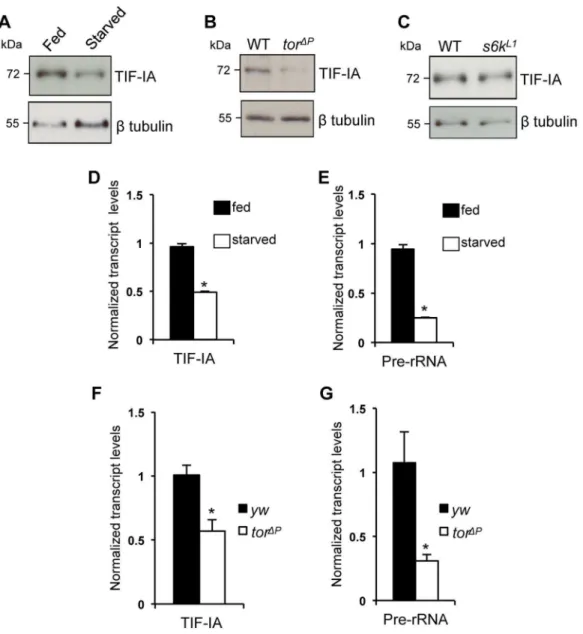 Figure 1. Nutrition-TOR signaling maintains TIF-IA mRNA and protein levels in larvae. (A) Immunoblot indicates TIF-IA protein levels were reduced in 24 hr starved larvae compared to fed larvae