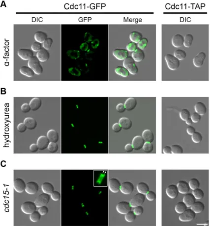 Fig 1. Cell synchronization of Cdc11-GFP and Cdc11-TAP expressing cells. Representative image sections (z-projection) for Cdc11-GFP or Cdc11-TAP expressing strains using the indicated blocking approaches