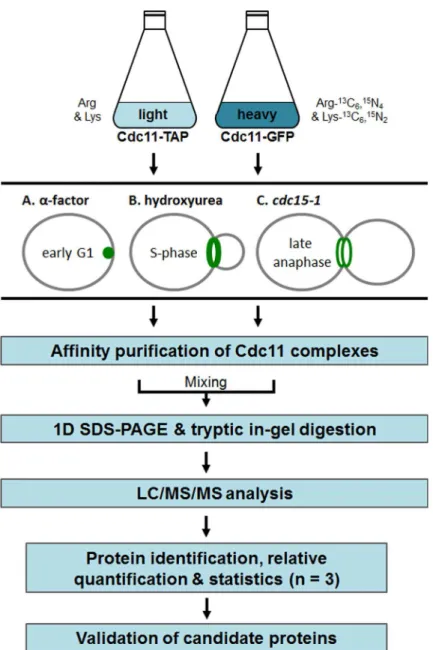 Fig 2. Workflow for SILAC-AP-MS. Yeast strains expressing Cdc11-TAP and Cdc11-GFP (metabolically labelled with 13 C 6 , 15 N 4 -L-arginine and 13 C 6 , 15 N 2 -L-lysine) are blocked with the indicated methods and subjected separately to affinity purificati