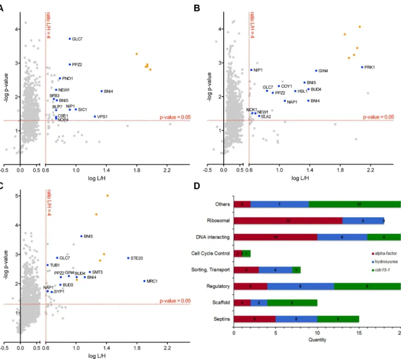 Fig 3. SILAC-AP-MS analysis. Results of the quantitative MS-analysis. Volcano plots for the MS analysis of cells arrested in G1 phase (alpha facor)