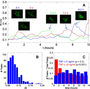 Figure 6. Spontaneous NF- k B dynamics in the absence of stimuli. (A) Three NT time series corresponding to three unstimulated cells showing spontaneous activity