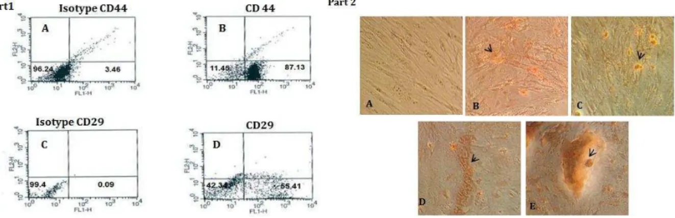 Figure  1.  Part  1- Obtained results from  flowcytometry.  A)  Isotype CD44:IgG2a-PE