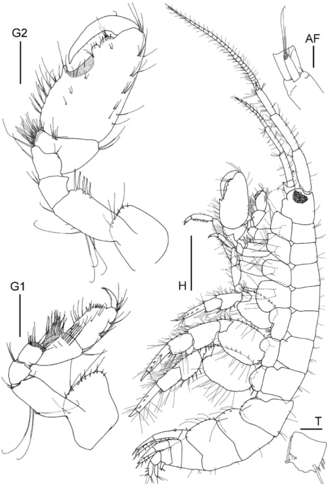 Figure 1. Elasmopus yucalpeten sp. n., holotype male, 6.6 mm, CYMX-1-EY; Yucalpeten harbor, Yucatan, Mexico
