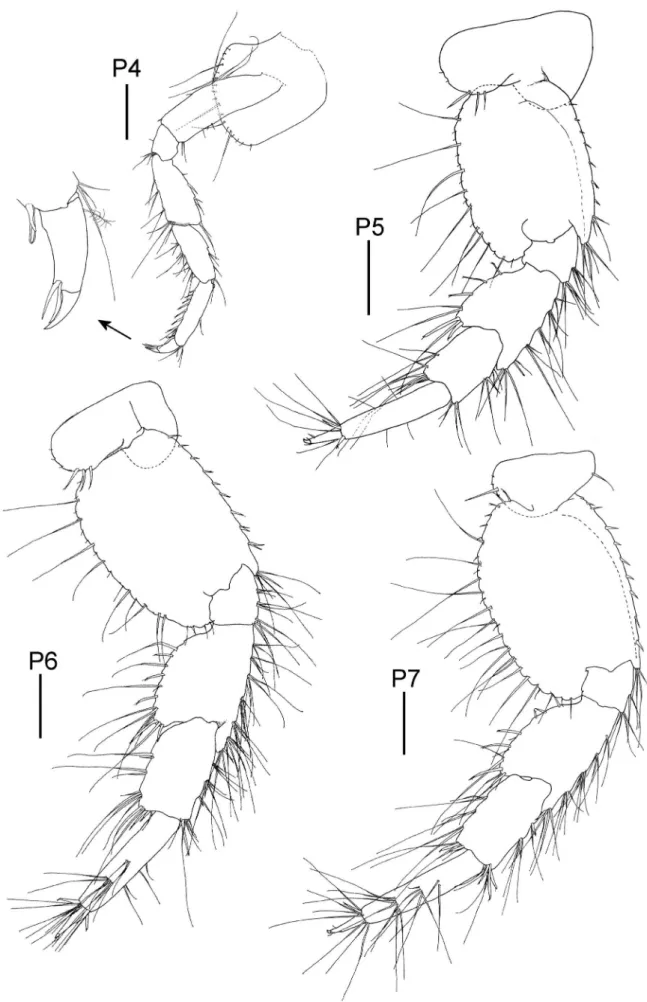 Figure 3. Elasmopus yucalpeten sp. n., holotype male, 6.6 mm, CYMX-1-EY; Yucalpeten harbor, Yucatan, Mexico