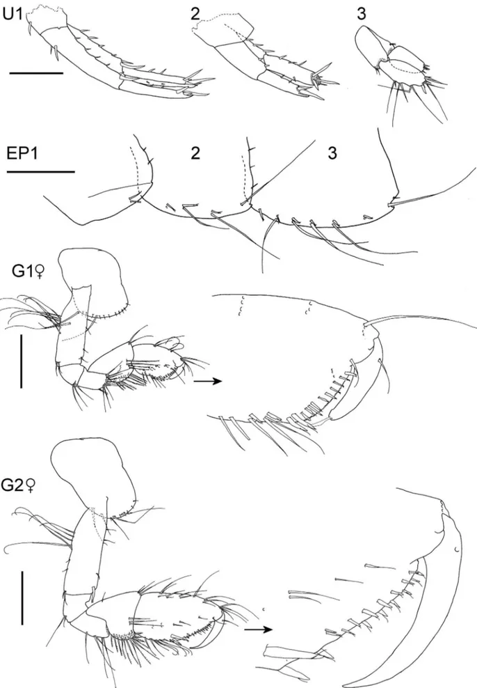 Figure 4. Elasmopus yucalpeten sp. n., holotype male, 6.6 mm, CYMX-1-EY; paratype female, 6.2 mm, CYMX-2-EY; Yucalpeten  harbor, Yucatan, Mexico