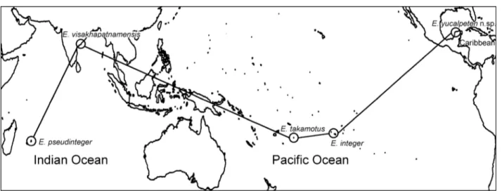 Figure 5. Distribution of species closely related to E. yucalpeten sp. n.