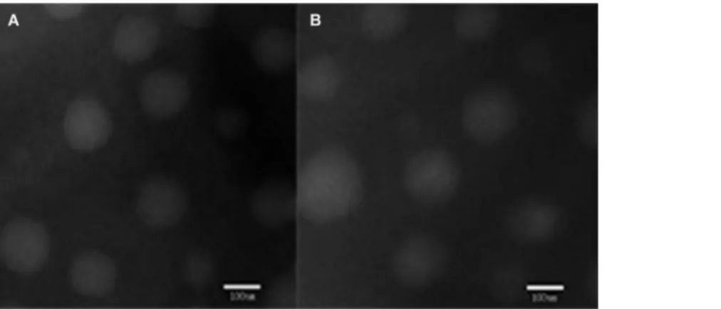 Fig 1. Transmission electron micrographs of TSL (A) and NTSL (B).