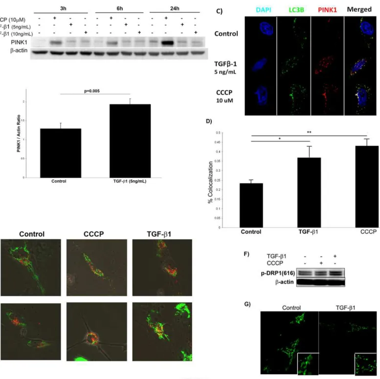 Fig 2. TGF-β1 increases PINK1 expression and induces mitochondrial fission in vitro. A) TGF-β1 induced PINK1 expression of Beas-2B cells in a time- time-and dose-dependent manner