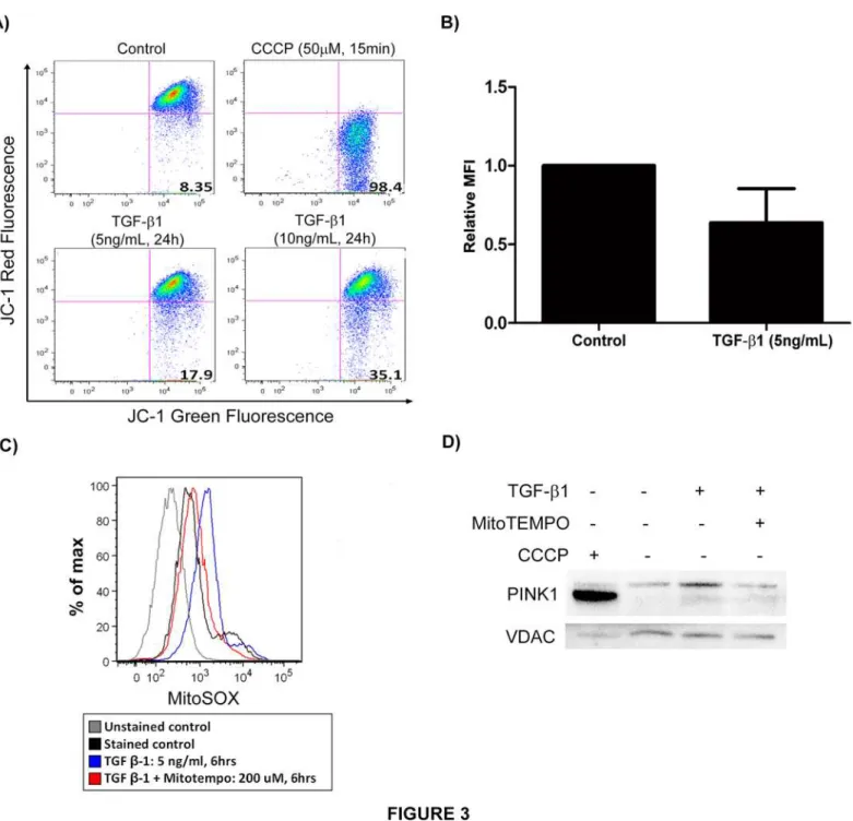 Fig 3. TGF-β1 induces mitochondrial depolarization. A) Beas-2B cells stimulated with TGF-β1 and CCCP (positive controls) were stained with JC-1 for 15 min and analyzed by flow cytometric analysis