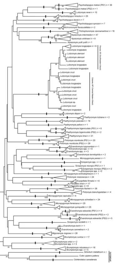 Fig 3. Neighbor-joining tree of COI sequence divergences (K2P) obtained from 567 specimens of sand flies analyzed