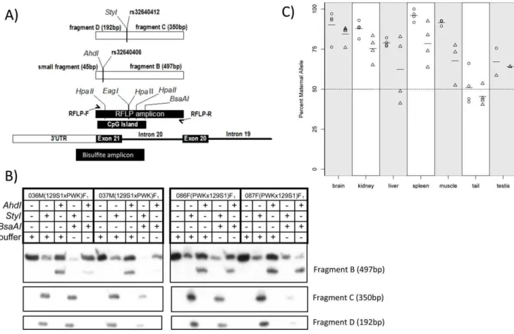 Figure 1. Maternal methylation of a novel DMR at the Actn1 gene in diverse mouse tissues