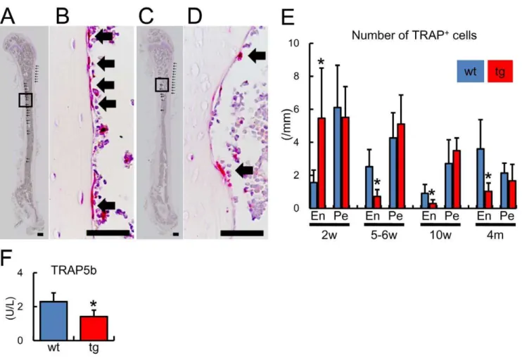 Figure 6. Bone resorption in BCL2 transgenic mice. (A–E) Number of osteoclasts in cortical bone
