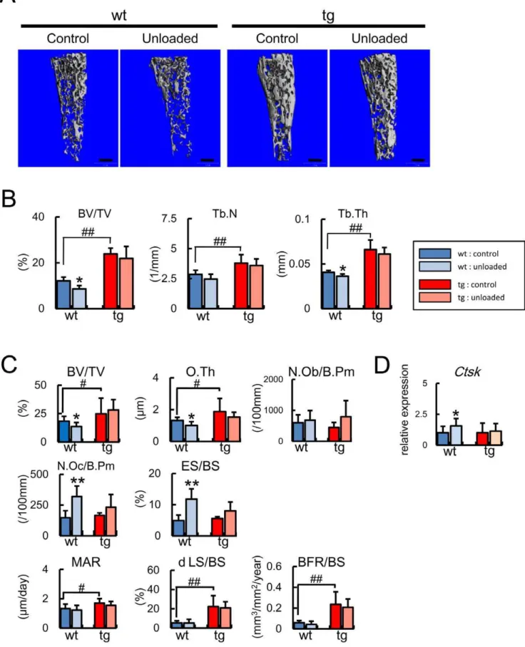 Figure 7. Micro-CT, bone histomorphometry, and real-time RT-PCR analyses after unloading at 4 months of age