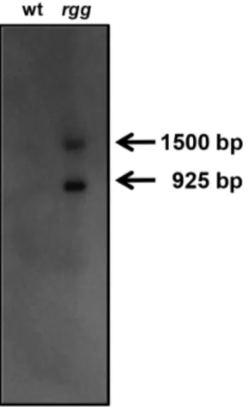 Figure 1. Detection of spd-3 transcripts. Northern blotting using an spd-3 specific probe and RNA isolated from the wild type (wt) and the rgg mutant (rgg) strains showed two transcripts in the sample obtained from the mutant strain