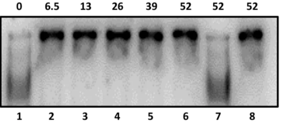 Figure 5. Rgg binds specifically to P2. Rgg binding to the non-coding DNA upstream of spd-3 containing P2 was assessed by incubating with 0, 6.5, 26, 39 and 52 pmoles (Lanes 1–6) of purified Rgg with radiolabeled target DNA