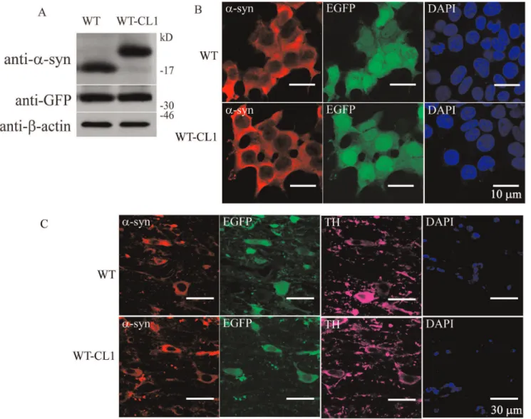 Figure 6. Establishment of an adenovirus expression system that expresses WT or WT-CL1 a -syn