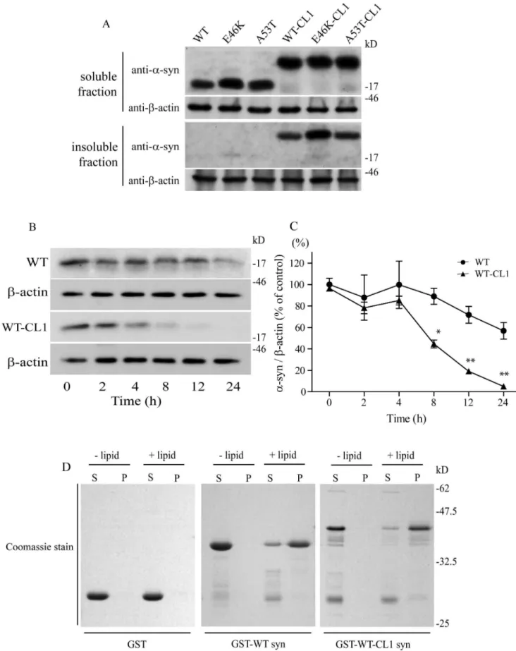 Figure 1. CL1 sequesters a -syn to the detergent-insoluble fraction of SHSY5Y cells. (A) SHSY5Y cells expressing WT, E46K, A53T, WT-CL1, E46K-CL1 or A53T-CL1 a-syn were fractionated to soluble and insoluble fractions and analyzed by Western blot