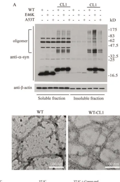 Figure 2. CL1 enhances the oligomerization and aggregation of a -syn. (A) SHSY5Y cells expressing WT, E46K, A53T, WT-CL1, E46K-CL1 or A53T-CL1 a-syn were fractionated to soluble and insoluble fractions and analyzed by Western blot