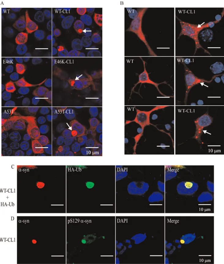 Figure 3. CL1 induces the formation of Lewy body-like aggregates in SHSY5Y cells and neurons expressing WT or mutant a -syn