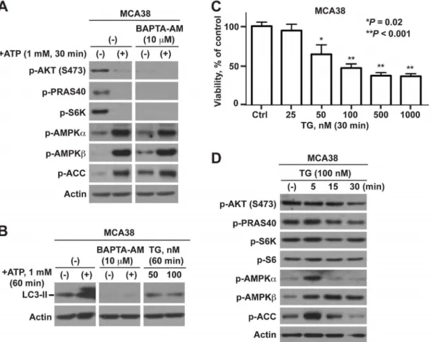 Figure 6. ATP-P2X7-mTOR elicited tumor cell death does not involve calcium signaling. A) Effects of BAPTA-AM on ATP/P2X7-initiated AKT, AMPK and mTOR signaling in MCA38 cells, as examined by Western blotting