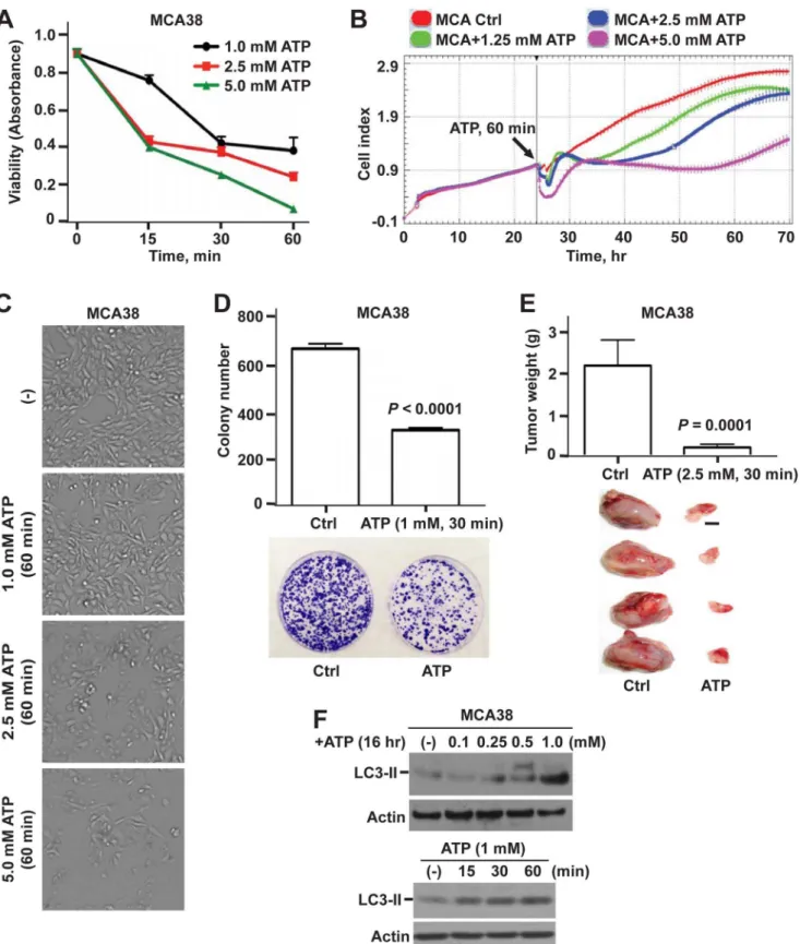 Figure 1. Antitumor effects of ATP on MCA38 colon cancer cells: in vitro and in vivo studies