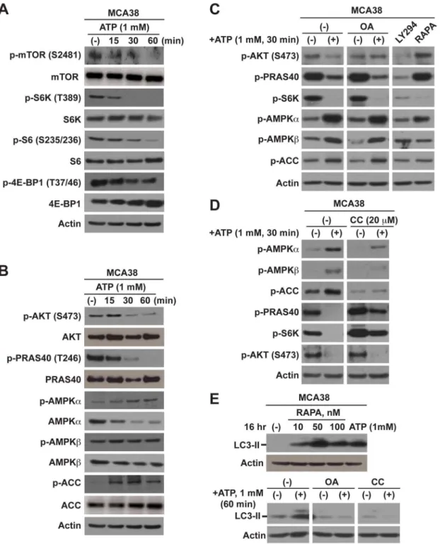 Fig. S3A) and signaling alterations (Fig. 3D) of tumor cells near exactly recapitulates the same pattern observed with ATP