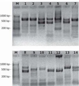 Figure 1. Ethidium bromide stained agarose gels showing sex determination in different avian species using PCR protocol with 2550F/2718R set of primers: M – Ladder, 1 – Podiceps cristatus ( ` ), 2 – Neophron percnopterus ( ` ), 3 – N