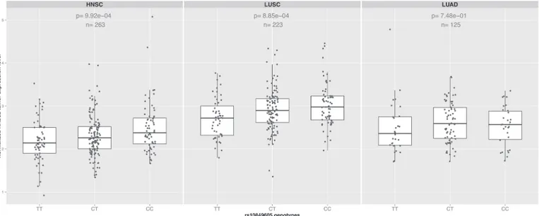 Fig 2. eQTL analysis. Boxplots showing the effect of the genotype for the SNP RAD52 rs10849605 on RAD52 tumor expression levels in HNSC, LUSC and LUAD